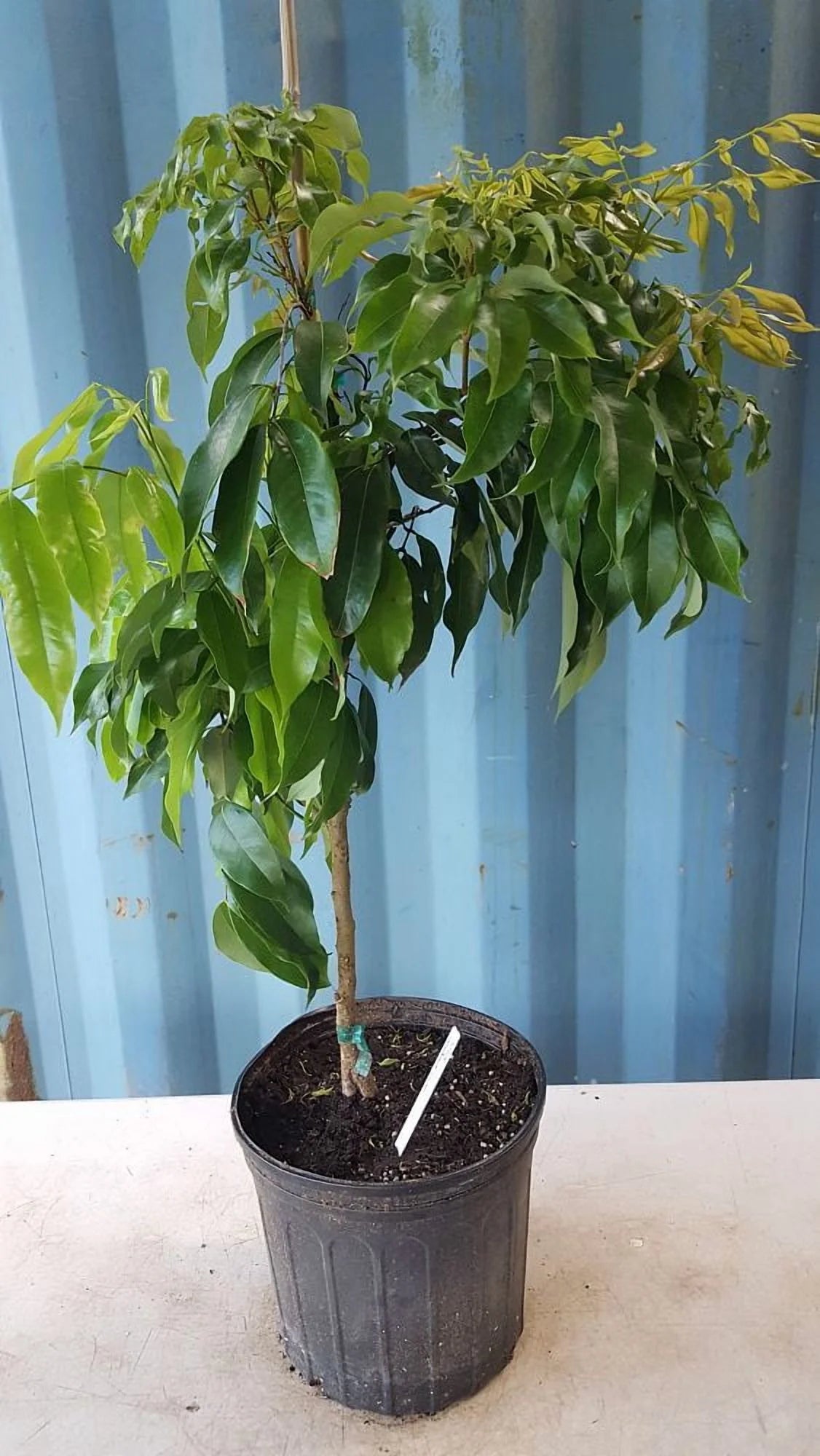 Sweetheart lychee TREE air layered (3-4 Feet Tall). Ship to all states