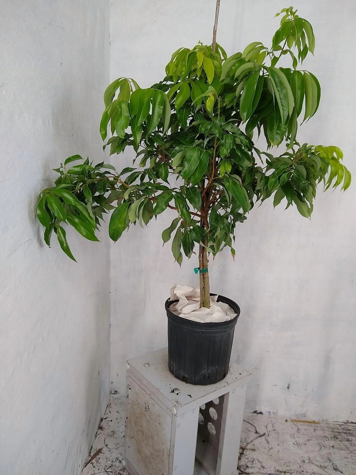 Sweetheart lychee TREE air layered (3-4 Feet Tall). Ship to all states