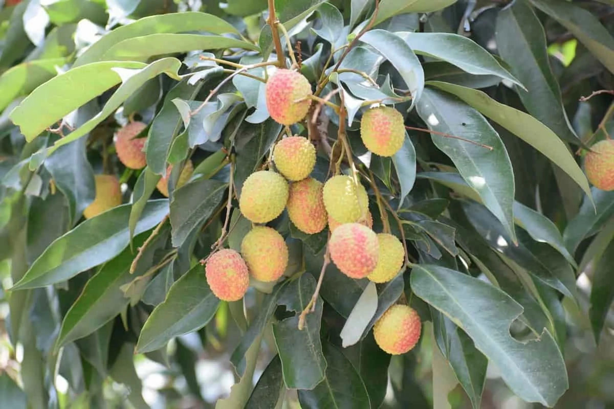 Sweetheart lychee TREE air layered (3-4 Feet Tall). Ship to all states